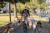 Paseador de perros en CDMX asegura que gana 60 mil pesos al mes