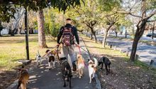 Paseador de perros en CDMX asegura que gana 60 mil pesos al mes
