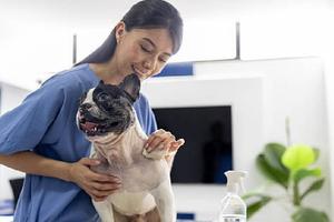 Esterilización económica de perros y gatos en la UNAM: precios, requisitos y cómo agendar cita