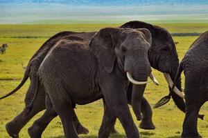Dos turistas mueren en Zambia tras ataque de elefante durante safari a pie