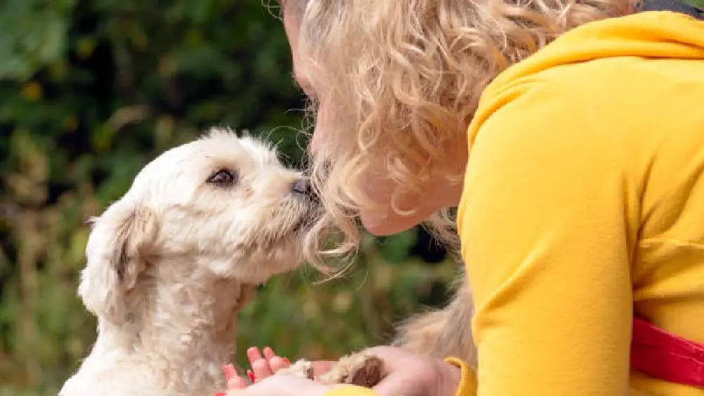 El CTC también recibe donaciones para garantizar el bienestar de los animales rescatados. / iStock