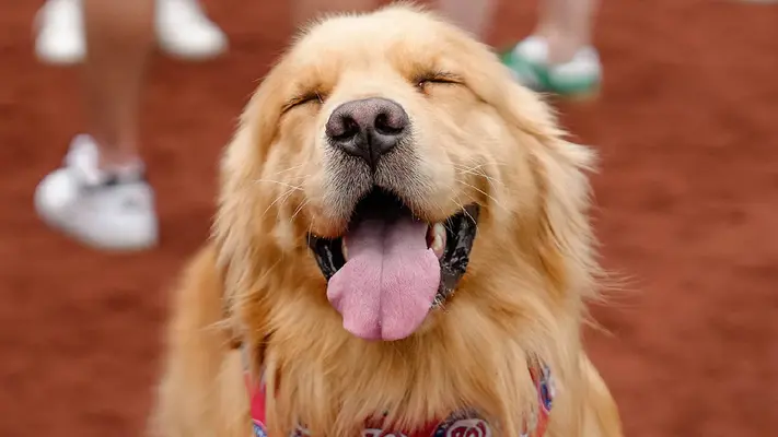 Bruce, el Golden Retriever que debutó con los Nationals como recoge bates en MLB