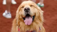 Bruce, el Golden Retriever que debutó con los Nationals como recoge bates en MLB