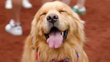 Bruce, el Golden Retriever que debutó con los Nationals como recoge bates en MLB