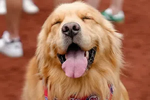 Bruce, el Golden Retriever que debutó con los Nationals como recoge bates en MLB