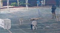 Tragedia en la Elección Judicial: Mujer muere mientras hacía fila en casilla de Veracruz