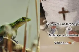 Niña organiza funeral completo para una lagartija y enternece a millones en redes sociales