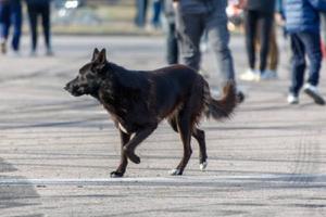 VIDEO: Perrito corre por Periférico en CDMX y automovilistas lo escoltan para salvarlo