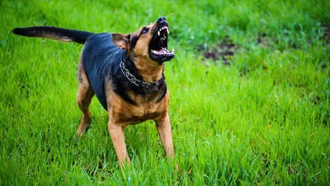¿Tu perro ladra mucho? Ten cuidado que te podrían multar con unos miles de pesos