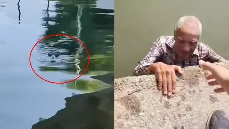 VIDEO: Rescatan a hombre de la tercera edad a punto de ser atacado por cocodrilo