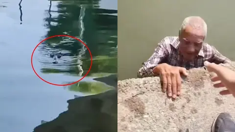 VIDEO: Rescatan a hombre de la tercera edad a punto de ser atacado por cocodrilo