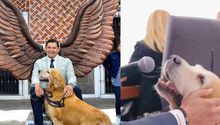 Perro del gobernador de Puebla tiene cargo oficial, programa de TV y habla en conferencias