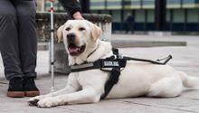Metro CDMX: Denuncian discriminación por negarle acceso a persona ciega con su perro guía