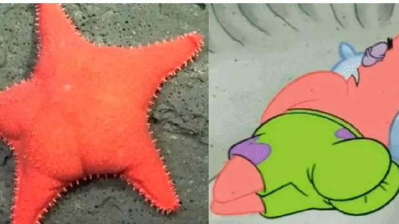 Estrella de mar hallada en Argentina causa furor por su parecido con Patricio de Bob Esponja