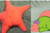 Estrella de mar hallada en Argentina causa furor por su parecido con Patricio de Bob Esponja