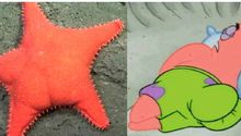 Estrella de mar hallada en Argentina causa furor por su parecido con Patricio de Bob Esponja