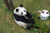 Xin Xin celebra 35 años: ¿cuándo y dónde será la fiesta de la panda gigante en Chapultepec?