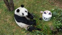Xin Xin celebra 35 años: ¿cuándo y dónde será la fiesta de la panda gigante en Chapultepec?