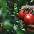 EE.UU. impone arancel del 17.09 % al tomate mexicano tras romper acuerdo comercial