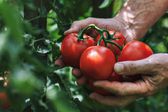 EE.UU. impone arancel del 17.09 % al tomate mexicano tras romper acuerdo comercial
