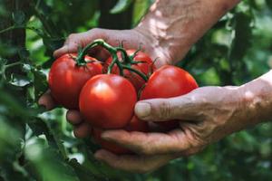 EE.UU. impone arancel del 17.09 % al tomate mexicano tras romper acuerdo comercial