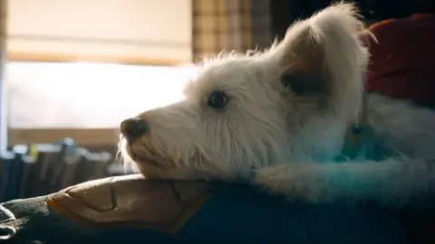 "Efecto Krypto": se dispara más del 500% la adopción de perros tras estreno de Superman