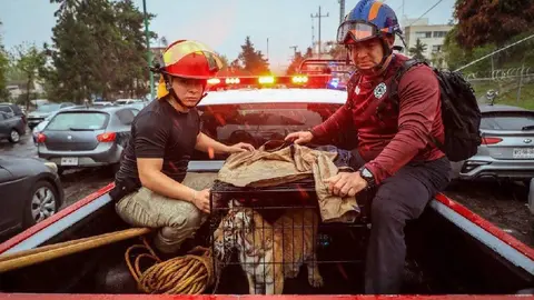 Cachorro de tigre de bengala rescatado en Naucalpan: Estaba en una taquería