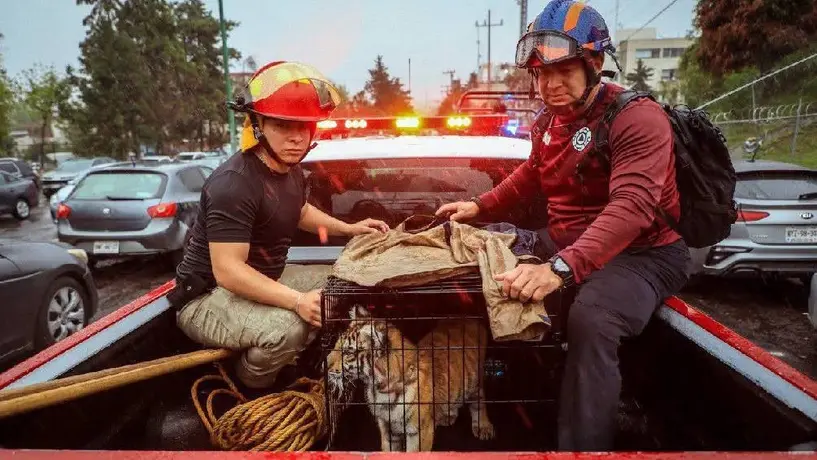 Cachorro de tigre de bengala rescatado en Naucalpan: Estaba en una taquería