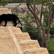 Pantera negra descansa sobre una pirámide en parque Animaya de Mérida