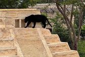 Pantera negra descansa sobre una pirámide en parque Animaya de Mérida