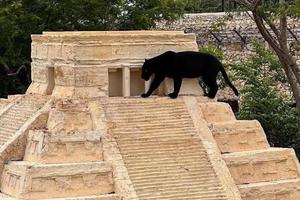 Pantera negra descansa sobre una pirámide en parque Animaya de Mérida