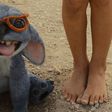 ¿Vuelve Stitch? El éxito del live-action de “Lilo & Stitch” aviva rumores de una secuela