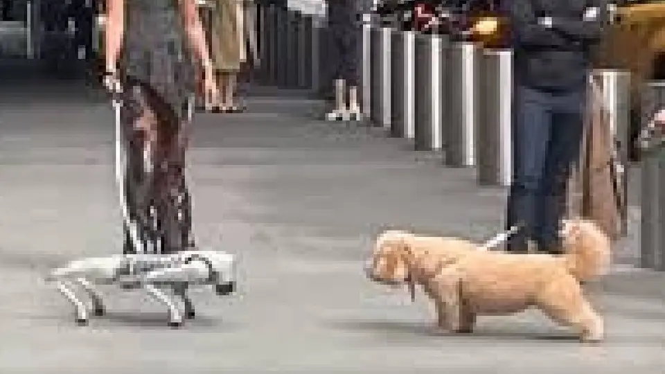 Perro robot intimida a lomito en calles de Nueva York