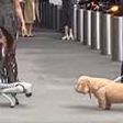 Perro robot intimida a lomito en calles de Nueva York