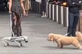 Perro robot intimida a lomito en calles de Nueva York