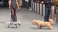 Perro robot intimida a lomito en calles de Nueva York