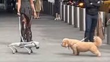 Perro robot intimida a lomito en calles de Nueva York