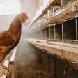 ¿Qué fue primero, el huevo o la gallina? Científicos ya tienen respuesta
