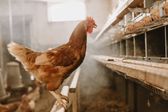 ¿Qué fue primero, el huevo o la gallina? Científicos ya tienen respuesta