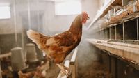 ¿Qué fue primero, el huevo o la gallina? Científicos ya tienen respuesta