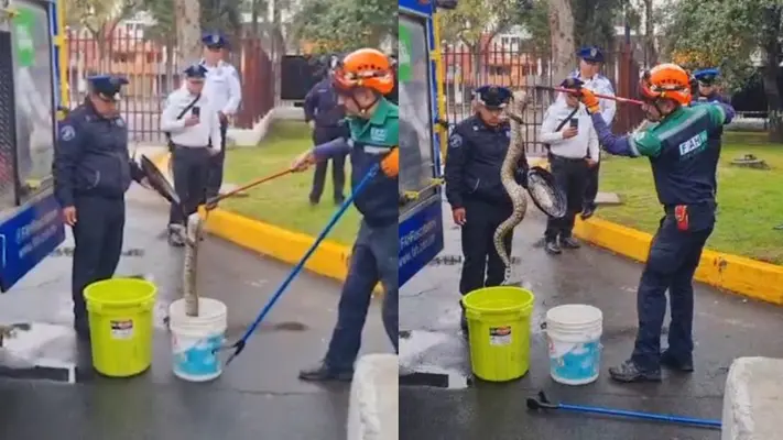 VIDEO: Encuentran enorme serpiente en escuela de CDMX; causa importante movilización