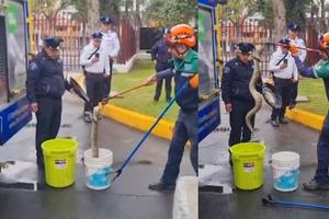 VIDEO: Encuentran enorme serpiente en escuela de CDMX; causa importante movilización