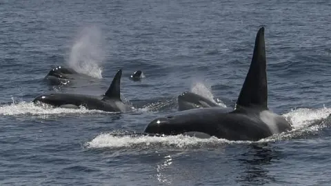 La verdad detrás de la supuesta muerte de la entrenadora Jessica Radcliffe a manos de una orca