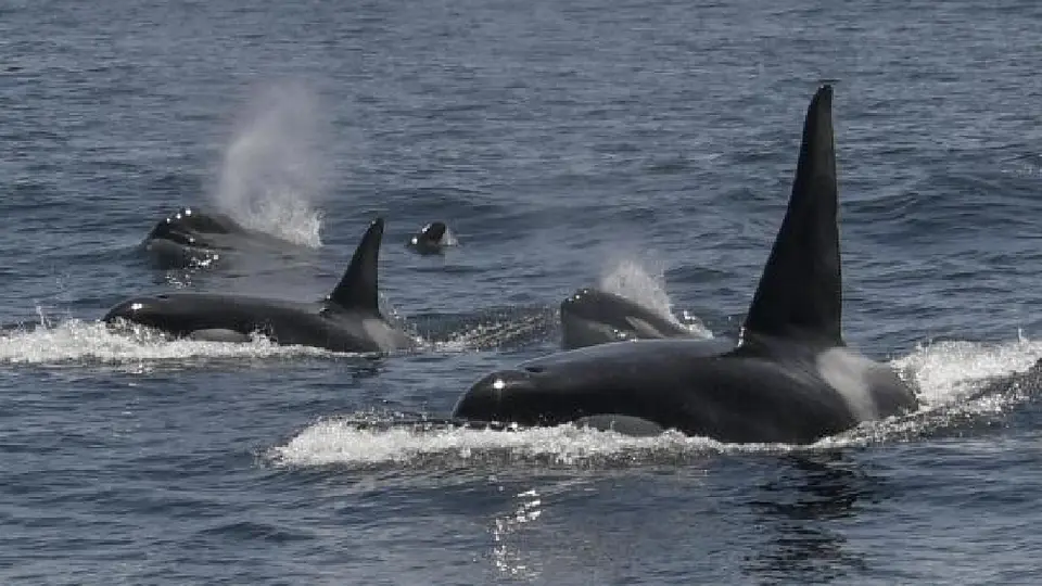 La verdad detrás de la supuesta muerte de la entrenadora Jessica Radcliffe a manos de una orca