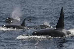 La verdad detrás de la supuesta muerte de la entrenadora Jessica Radcliffe a manos de una orca
