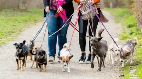 ¡Cárcel para paseadores de perros abusivos en CDMX! Esto dice la iniciativa