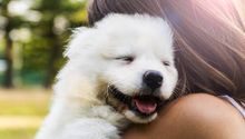 ¿Nueva ley en CDMX te permitirá llevar a tu perro al trabajo?