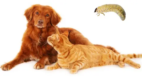 Gusano barrenador: Así puedes proteger a tus mascotas de este problema