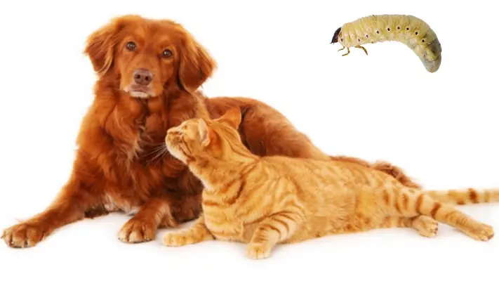 Gusano barrenador: Así puedes proteger a tus mascotas de este problema