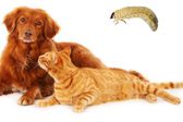 Gusano barrenador: Así puedes proteger a tus mascotas de este problema